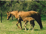 Mr San Peppy and Peppy San Registered American Quarter Horse lineage