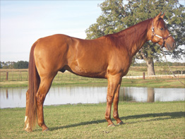 Matlock American Quarter Horse Cutting Champion Pedigree Ranch Stallion Stud