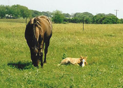 Tenino Sam and foal