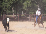 Trained Winning Cutting Horses