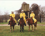 Breeders of Ranch Horses Versatility